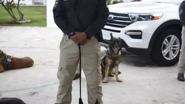 Los animales registran el virus al oler el sudor y hasta el momento se han detectado 15 casos en sus recorridos