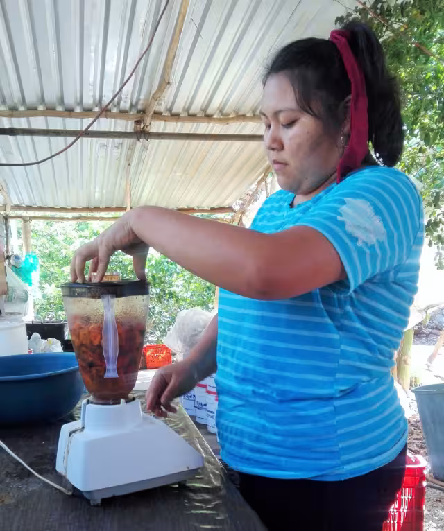 Comercializan el habanero como frutos frescos hasta los aderezos de diferentes sabores y presentaciones, que aprendieron a elaborar en Tampico, Tamaulipas