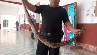 El reptil medía más de metro y medio y pesaba aproximadamente cuatro kilos