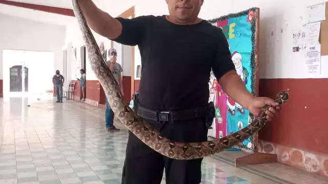 El reptil medía más de metro y medio y pesaba aproximadamente cuatro kilos