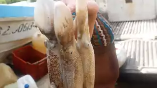 Captura de pulpo registra incremento del 36.4% en Yucatán: Canainpesca