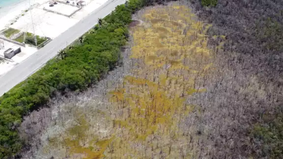 Ciudad del Carmen ha perdido el 70% de sus manglares debido a la contaminación por basura y aguas residuales.