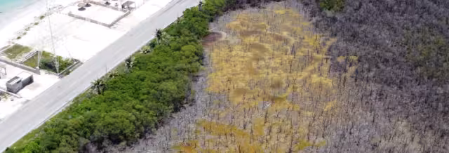 Ciudad del Carmen ha perdido el 70% de sus manglares debido a la contaminación por basura y aguas residuales.