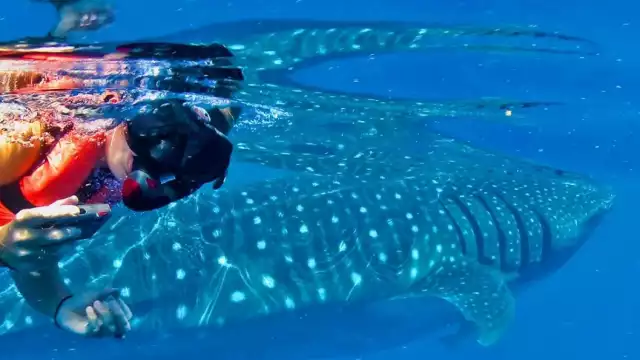 Estancado, plan sobre tiburón ballena