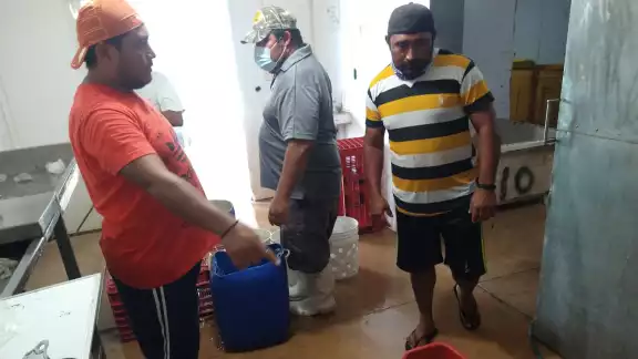 A 11 días del inicio de la temporada de captura del pulpo, pescadores reportan ingresos significativos