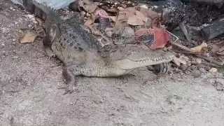 Yucatecos, en peligro; serpientes venenosas y cocodrilos aparecen en las casas 