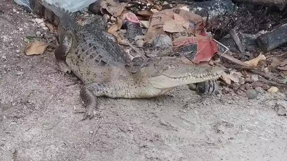 Vecinos aseguran que los animales se acercan a sus viviendas por el aumento del nivel de agua del mangle