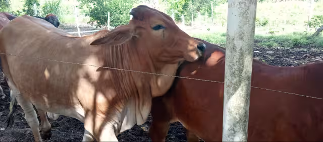 En los potreros del municipio la vegetación perdió valor nutritivo y la altura del forraje transformó el entorno verde en un terreno seco e improductivo