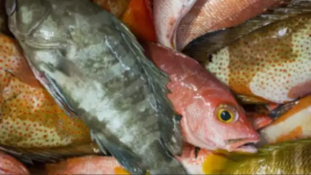 La veda del mero inició este 1 de febrero en aguas de Tabasco hasta Quintana Roo