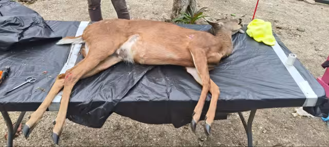 Venados cola blanca habitan manglares y zonas cercanas al Estero Pargo, en el corredor entre Ciudad del Carmen y Puerto Real