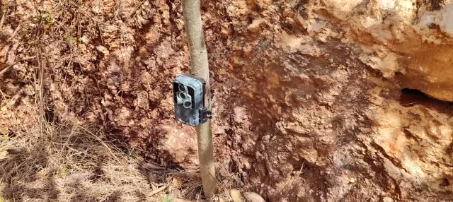 Autoridades localizaron una cámara trampa cerca del puente del Tren Maya, en Calkiní.