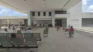 En Yucatán hay 20 denuncias por maltrato y matanza de animales