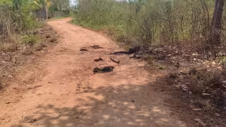 Lázaro Cárdenas prohíbe criaderos de animales en zona urbana por riesgo sanitario