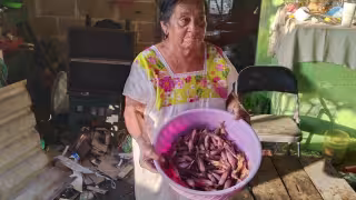 Desarrollos inmobiliarios arrasan con la piñuela en el monte de Kinchil