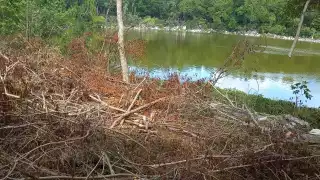 Se registró la tala ilegal de árboles para su construcción