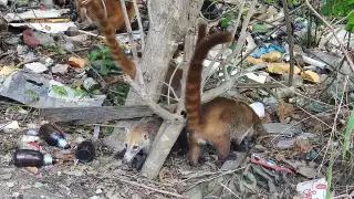 Vecinos de Playa del Carmen piden a las autoridades cuidar a los coatís