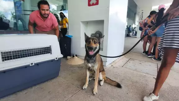 'Gober' el simpático canino de raza pastor alemán que guía a su dueña 'Gober' el simpático canino de raza pastor alemán que guía a su dueña
