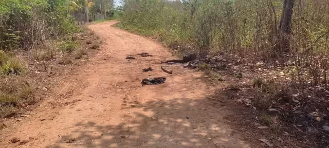 Prohíben criaderos de animales de corral en zona urbana de Lázaro Cárdenas.