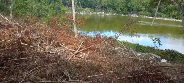 Se registró la tala ilegal de árboles para su construcción