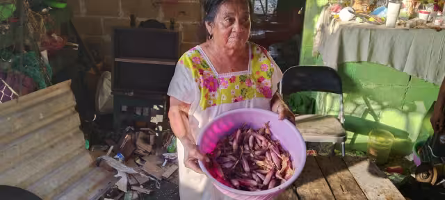 La piñuela, un fruto del monte que desaparece ante el avance inmobiliario