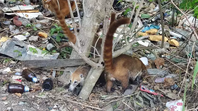 Vecinos de Playa del Carmen piden a las autoridades cuidar a los coatís
