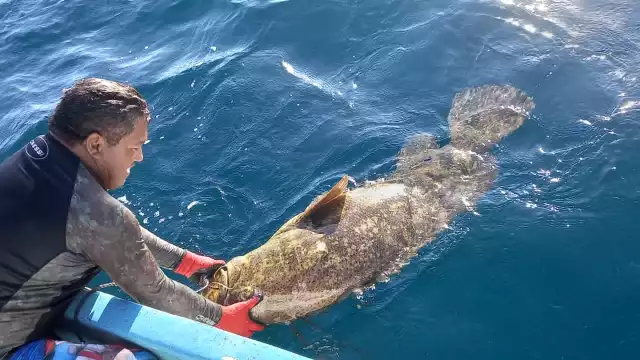 Por segunda ocasión en menos de una semana, Eduardo Díaz Yam y Joaquín Aguiñaga atraparon un enorme pez de la misma especie que el hallado el martes pasado