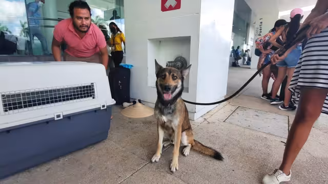 'Gober' el simpático canino de raza pastor alemán que guía a su dueña