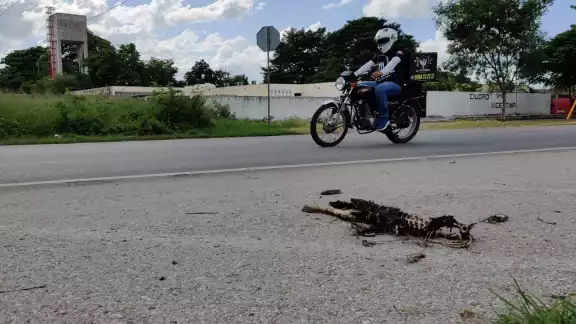 Se han puesto las medidas pertinentes para prevenir las muertes, colocando de letreros para advertir a los conductores Se han puesto las medidas pertinentes para prevenir las muertes, colocando de letreros para advertir a los conductores