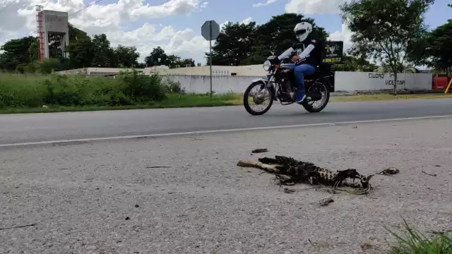 Se han puesto las medidas pertinentes para prevenir las muertes, colocando de letreros para advertir a los conductores