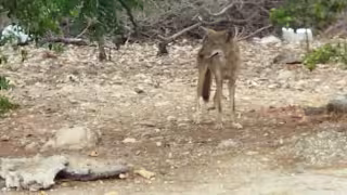 No es muy común ver este tipo de animales en la ciudad