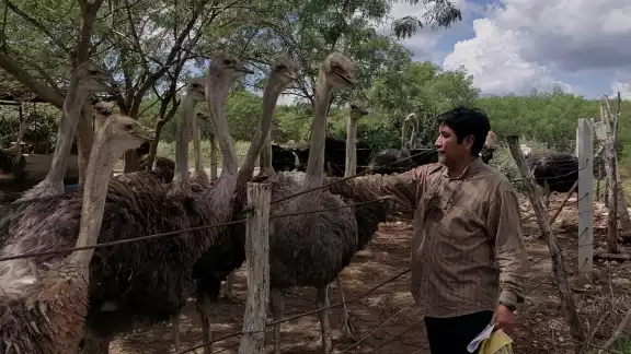 El productor comentó que se puede comercializar desde el pollo, las plumas y la carne del animal, con un valor de 350 pesos el kilo