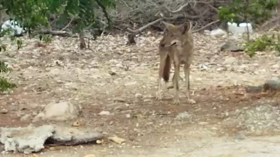 No es muy común ver este tipo de animales en la ciudad