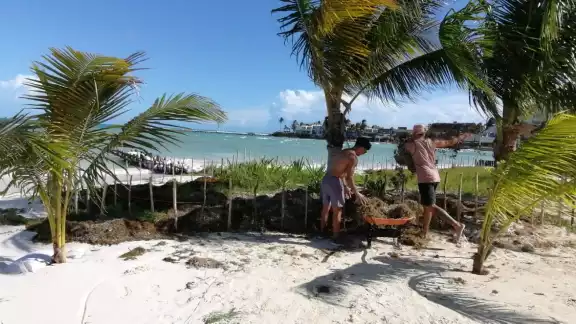 En algunas zonas de Isla Mujeres el sargazo permaneció en la arena hasta su retiro para ser llevado a un tiradero en la ínsula