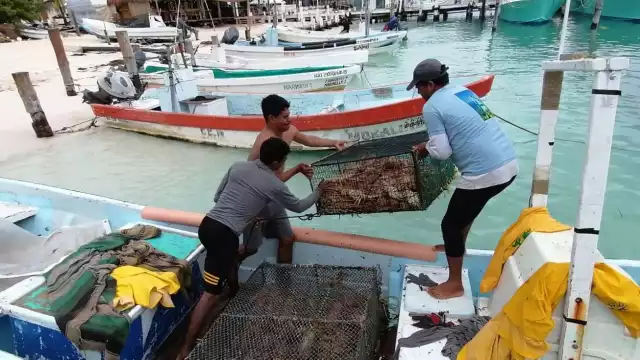 Hasta 120 kilogramos por embarcación capturaron los pescadores de Isla Mujeres, lo que significa alrededor de 300 mil pesos de ingreso