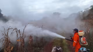 Aniquilan primera manga de langostas del 2026 en comunidades Cumpich y Dzotchén de Campeche