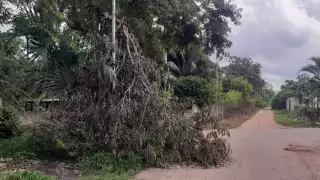 El árbol es viejo, por lo que desprende sus ramas con facilidad