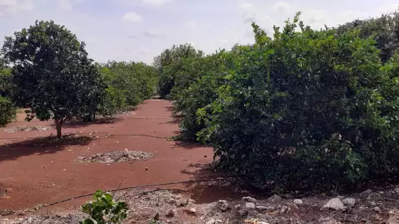 Muchas veces, los agricultores encuentran limitaciones para combatir estas calamidades que les afectan por la falta de recursos Muchas veces, los agricultores encuentran limitaciones para combatir estas calamidades que les afectan por la falta de recursos