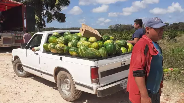 Una hectárea de sandía necesita alrededor de 30 costales de fertilizantes para obtener una producción estimada de 35 a 40 toneladas