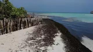 Algunos empleados tienen instrucción de vigilar a que las dunas y plantas de ornado no sean vandalizadas
