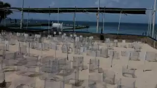 La directora del sitio de anidación y protección de crías de quelonio, Deline García,  aguarda desde el lunes la llegada de representantes de la delegación de la dependencia.