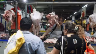 Avicultores calculan la venta de cerca de 64 mil pavos por Navidad en Yucatán
