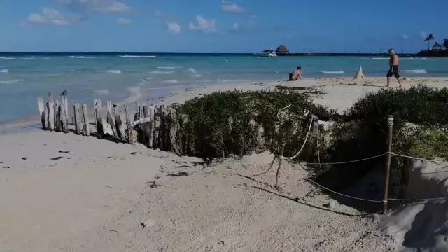 Protegen vegetación de ornato en Playa Norte, el objetivo es generar duna y combatir la erosión
