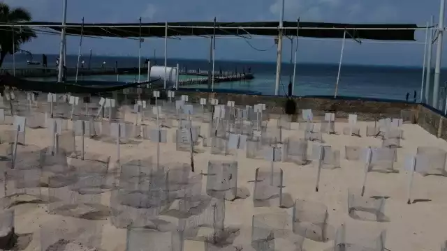 La directora del sitio de anidación y protección de crías de quelonio, Deline García,  aguarda desde el lunes la llegada de representantes de la delegación de la dependencia.