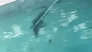 Capturan cocodrilo de dos metros en Imí I,  Campeche