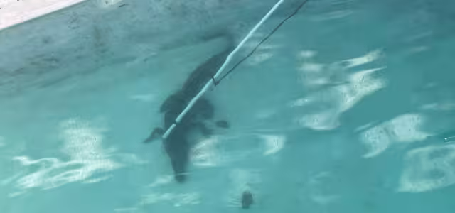 Autoridades capturaron un cocodrilo de dos metros en un domicilio de Imí I tras un reporte de los residentes.