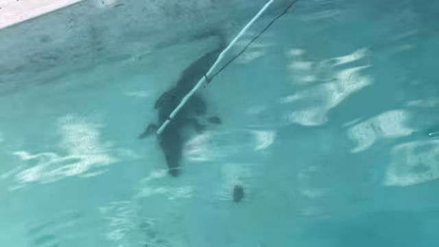 Autoridades capturaron un cocodrilo de dos metros en un domicilio de Imí I tras un reporte de los residentes.