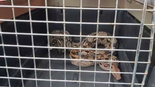 La boa se encontraba dormida en el bebedero de agua,del gallinero