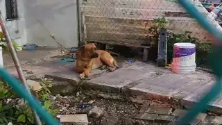 Aparentemente el chico no tenía ninguna lesión, solicitaron una ambulancia para que los paramédicos