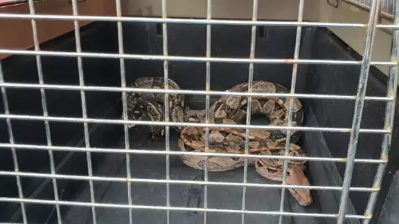 La boa se encontraba dormida en el bebedero de agua,del gallinero La boa se encontraba dormida en el bebedero de agua,del gallinero