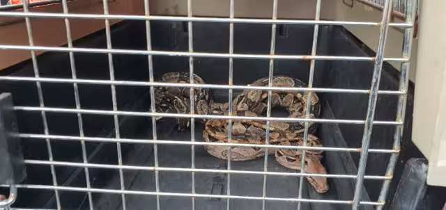 La boa se encontraba dormida en el bebedero de agua,del gallinero